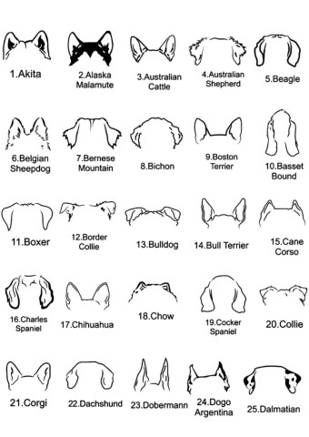 Collar Dog ears